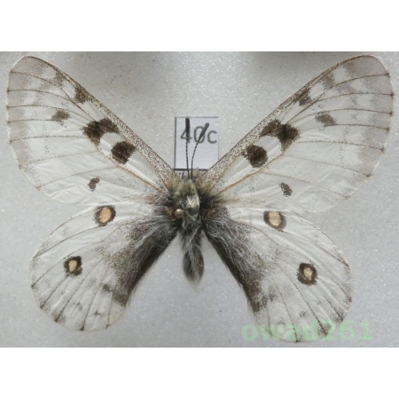 Parnassius actius (Eversmann, 1843) Tadjikistan40c